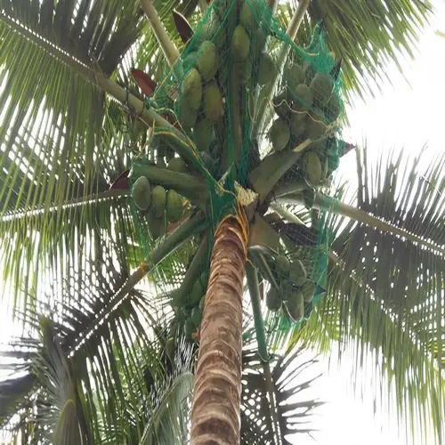 Coconut Tree Nets In Chennai, Coimbatore, Madurai, Guntur, Vizag, Vizianagaram, Visakhapatnam, - Reliable Netting Safety Nets