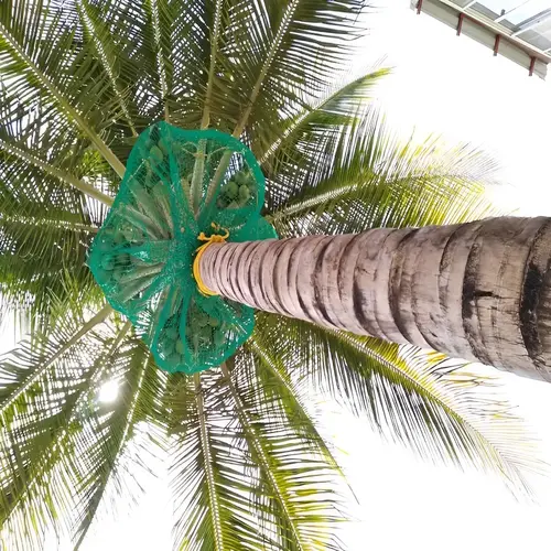 Coconut Tree Nets In Chennai, Coimbatore, Madurai, Vizag, Guntur, Vizianagaram, Visakhapatnam, - Reliable Netting Safety Nets