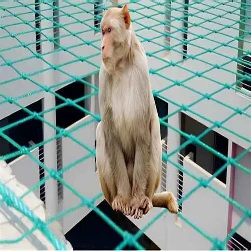 Monkey Safety Nets In Chennai, Coimbatore, Madurai, Vizianagaram, Visakhapatnam, Guntur, Vizag, - Reliable Netting Safety Nets