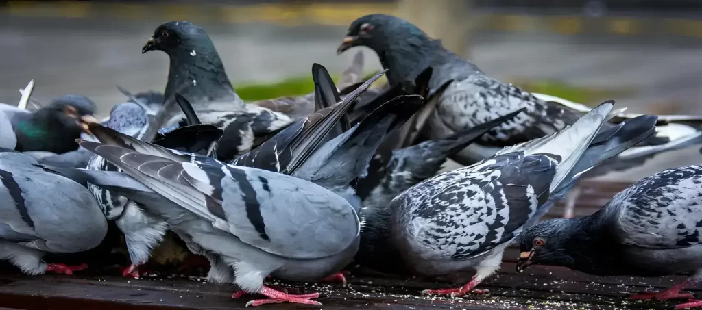 Reliable Netting Pigeon Net Installation Services Available in chennai, Pallavaram, Medavakkam, Kanchipuram, Chromepet, West Mambalam, Ennore, Egmore, Ekkatuthangal, George Town, Foreshore Estate