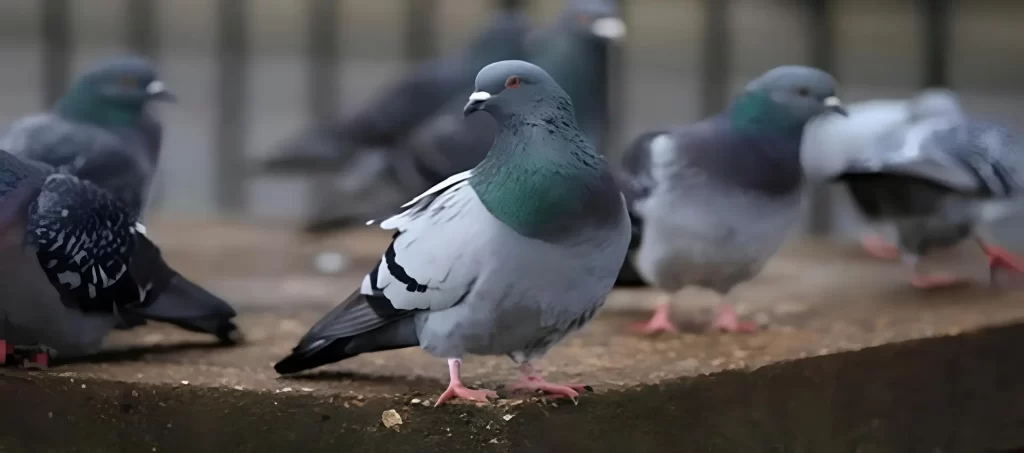 Reliable Netting Anti Bird Net in Madipakkam, Tharamani, Madhavaram, Thoraipakkam, Avadi, Ramapuram, Perungudi, Valasaravakkam, Thyagaraya Nagar, Mogappair, Thiruvanmiyur, Sholinganallur, Poonamallee