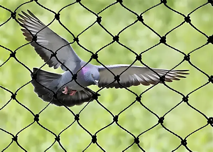 Reliable Netting Net for Pigeons in Chennai, Tharamani, Madhavaram, Thoraipakkam, Avadi, Poonamallee, Ramapuram, Sholinganallur, Perungudi, Thiruvanmiyur, Valasaravakkam, Thyagaraya Nagar, Mogappair