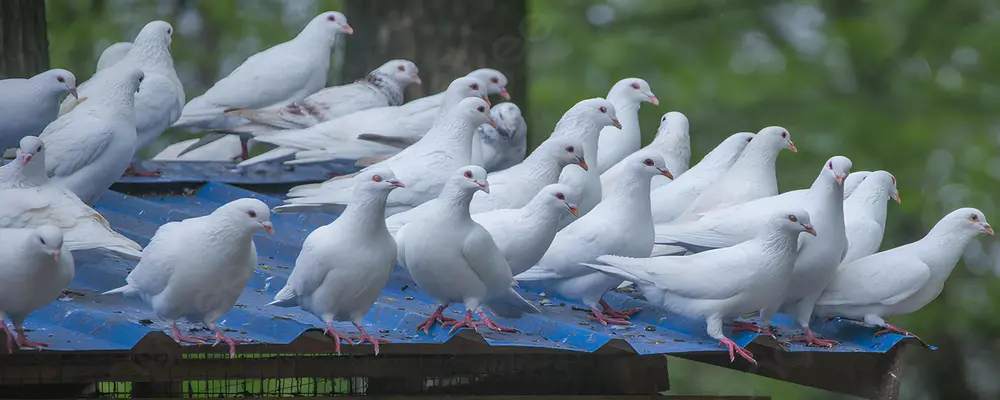 Reliable Netting Net for Pigeons in Ramapuram, Thiruvanmiyur, Thoraipakkam, Avadi, Poonamallee, Sholinganallur, Madhavaram, Perungudi, Mogappair, Thyagaraya Nagar, Valasaravakkam, Tharamani