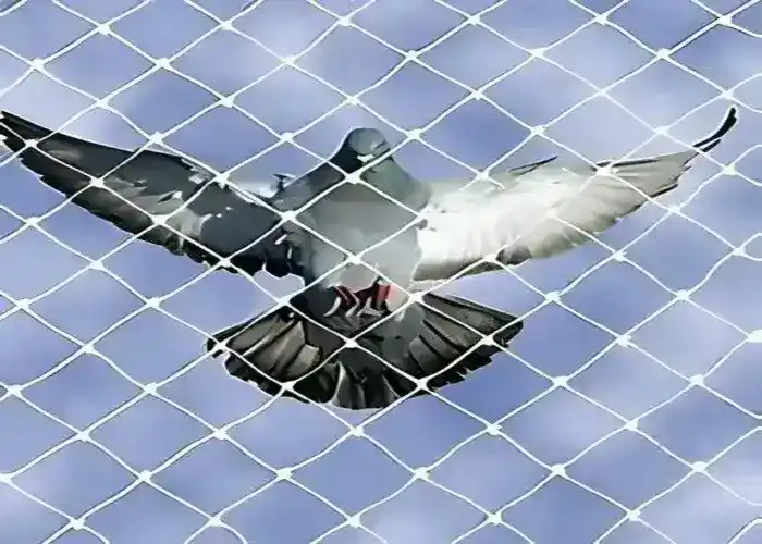 Reliable Netting Pigeon Net for Balcony in Chennai, Tamil Nadu (5)