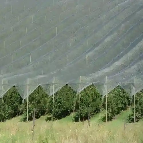 Reliable Netting's Bird Control Nets in Chennai for Crops