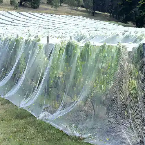 Reliable Netting Anti Bird Net Dealers in chennai, George Town, Keelkattalai, Kazhipattur, Karur, JafferKhanpet, Kallakurichi, Royapura, West Mambalam, Kathivakkam, Chromepet, Ennore, Egmore.