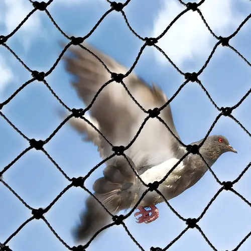 Reliable Netting Pigeon Control Nets in chennai, George Town, JafferKhanpet, Kathivakkam, Keelkattalai, Kazhipattur, Karur, Kallakurichi, Royapura, West Mambalam, Chromepet, Ennore, Egmore.