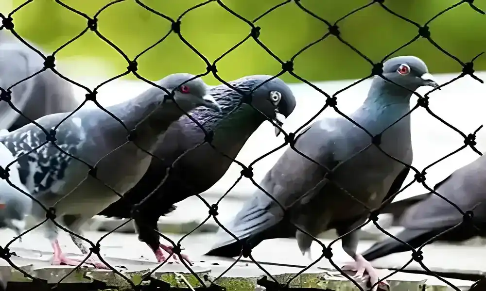 Reliable Netting Pigeon Netting Service in chennai, George Town, JafferKhanpet, Kathivakkam, Keelkattalai, Karur, Kallakurichi, Kazhipattur, West Mambalam, Royapura, Chromepet, Ennore, Egmore and Tamil Nadu