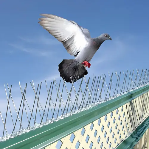 Reliable Netting - Pigeon Spikes and Anti Bird Spikes In Chennai, Coimbatore, Madurai and throughout Tamil Nadu