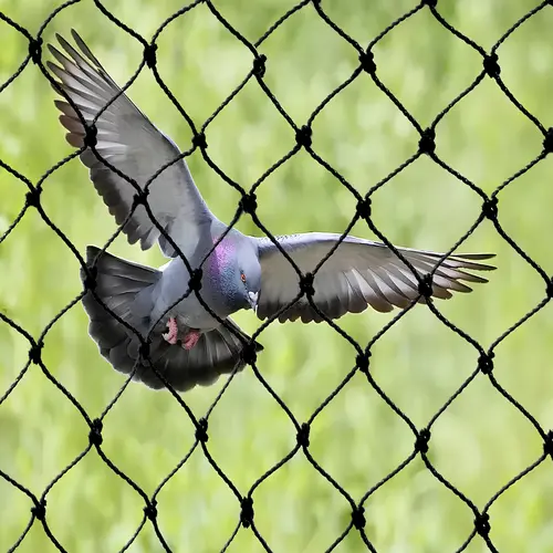 Bird Nets Installation Services in Chennai and Throughout Tamil Nadu