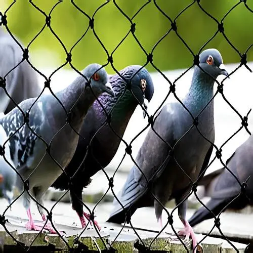 Premium Pigeon Netting Service in Tirupati and Nellore - Reliable Netting