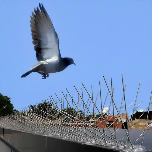 Premium Bird Spikes Installation in Chennai